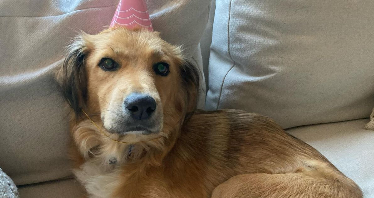 Connie, the dog rescued from a shipping container, has died