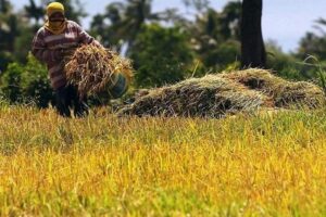 DA supports tariff increase once rice prices drop to P42-45
