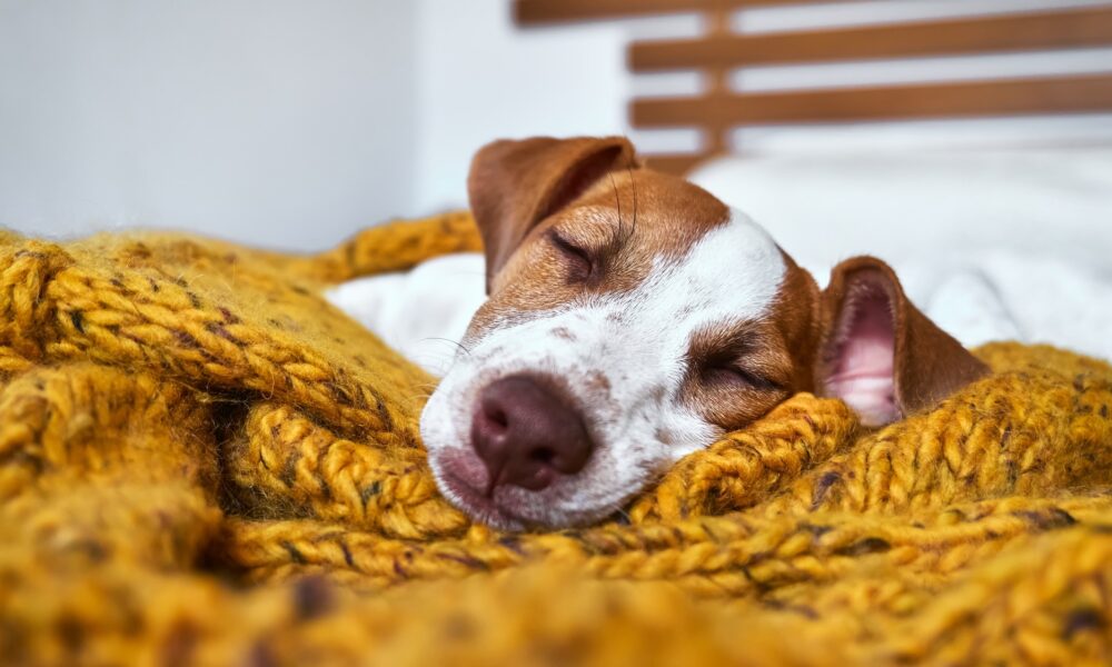 Do dogs dream?  The answer may make you love your pup more.