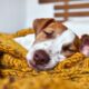 Do dogs dream?  The answer may make you love your pup more.