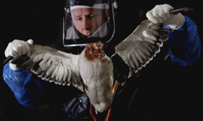 Here's why masking and other safety measures could return if an avian flu pandemic is declared