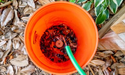 How to build a mosquito killing bucket