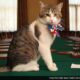 Larry The Cat waits for the sixth Prime Minister as the British elections approach