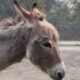 Lost donkey seen with elk herd 5 years later