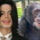 Michael Jackson would be happy with Bubbles the Chimp's Life, says Sanctuary