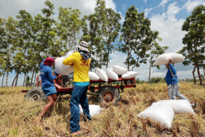 Palay production target still within reach – DA