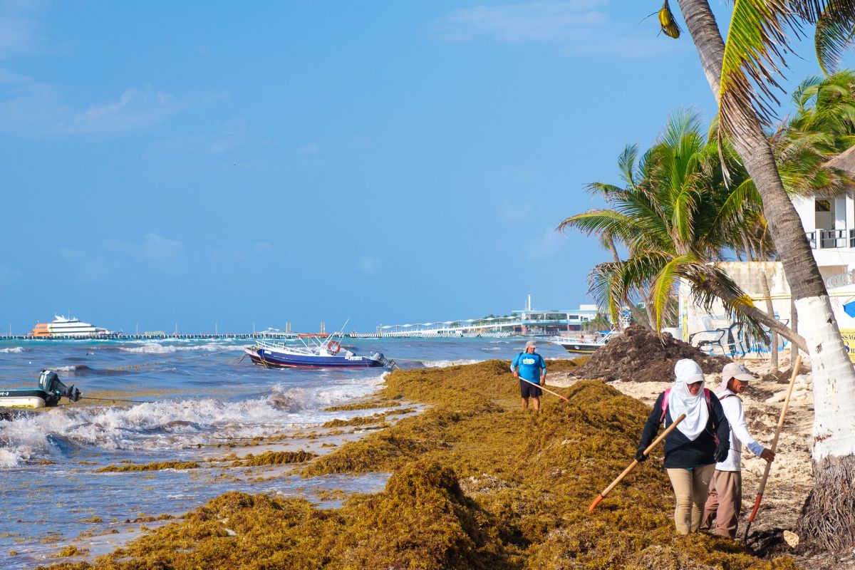 Playa Del Carmen Sees 1,000 Fewer Tons Of Seaweed But Forecast Is Not Optimistic