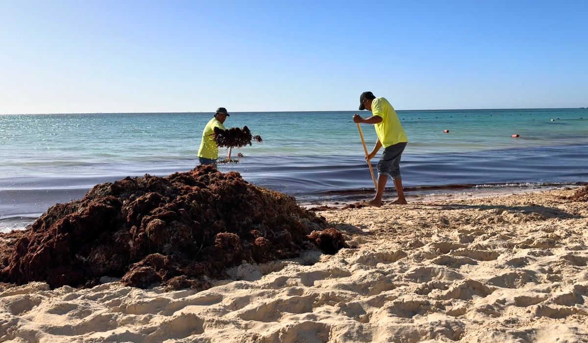 Dominican Republic Beaches Covered With Sargassum Ahead Of Summer Season