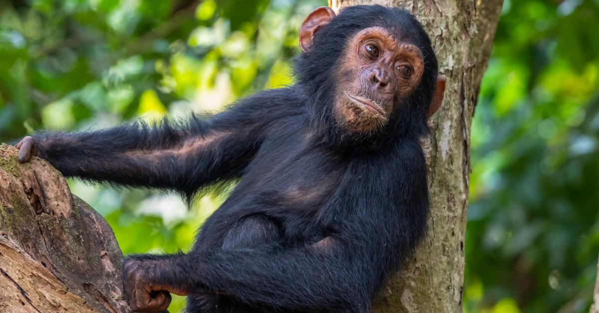 Retired laboratory chimpanzees have not been given a new lease on life in the vast Louisiana sanctuary