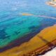 Scientists Reveal New Findings On Causes Of Abnormal Sargassum Invasions In The Caribbean