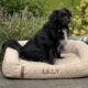 The best cooling dog beds as chosen by overheated dogs for 2024
