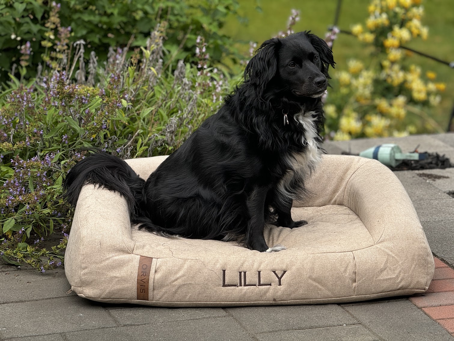 The best cooling dog beds as chosen by overheated dogs for 2024