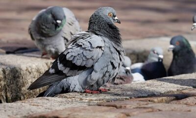 Uproar After German Town Votes To Wipe Out Its Pigeon Population