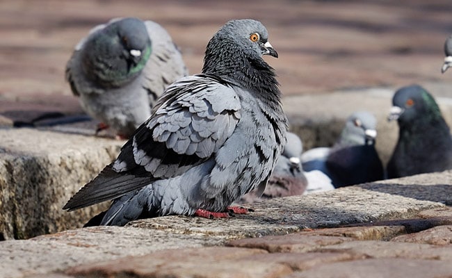 Uproar After German Town Votes To Wipe Out Its Pigeon Population