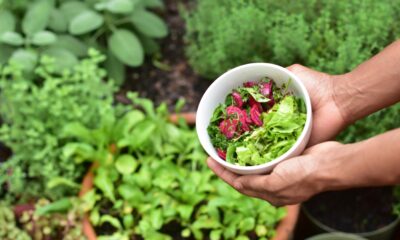 Vegetable gardening can improve health outcomes for cancer survivors, research shows