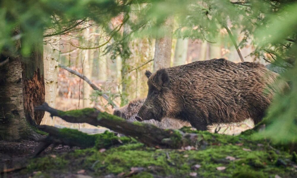 Wild boar has five times more toxic PFAS than humans are allowed to eat