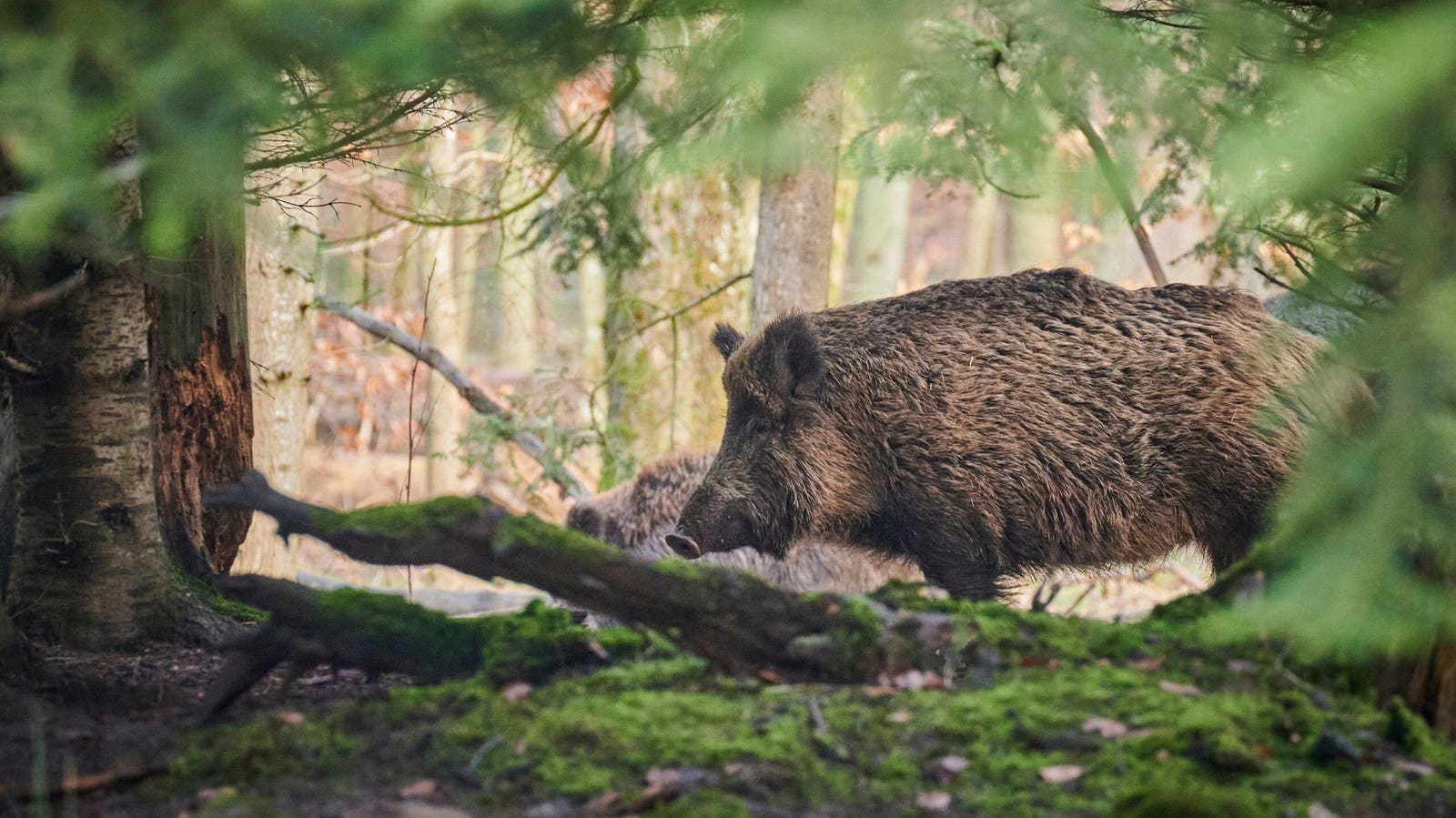 Wild boar has five times more toxic PFAS than humans are allowed to eat
