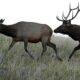 Woman attacked by Estes Park moose in 'unprecedented' third attack