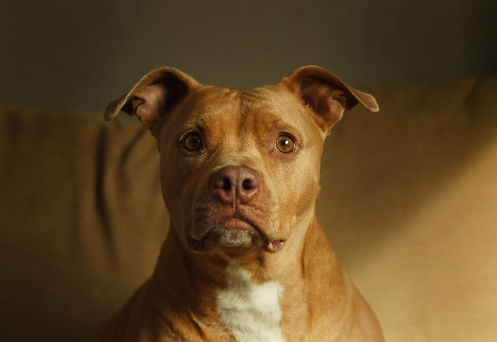 Aurora voters will get another chance to decide the fate of the pit bull ban
