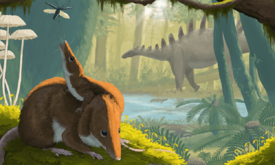 Baby teeth reveal surprisingly long lifespans of small Jurassic mammals