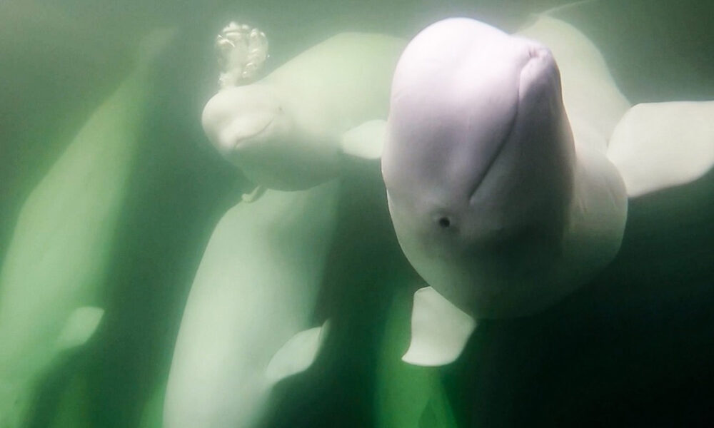Beluga Whale Live Cam brings the 'canaries of the sea' to your screen