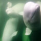 Beluga Whale Live Cam brings the 'canaries of the sea' to your screen