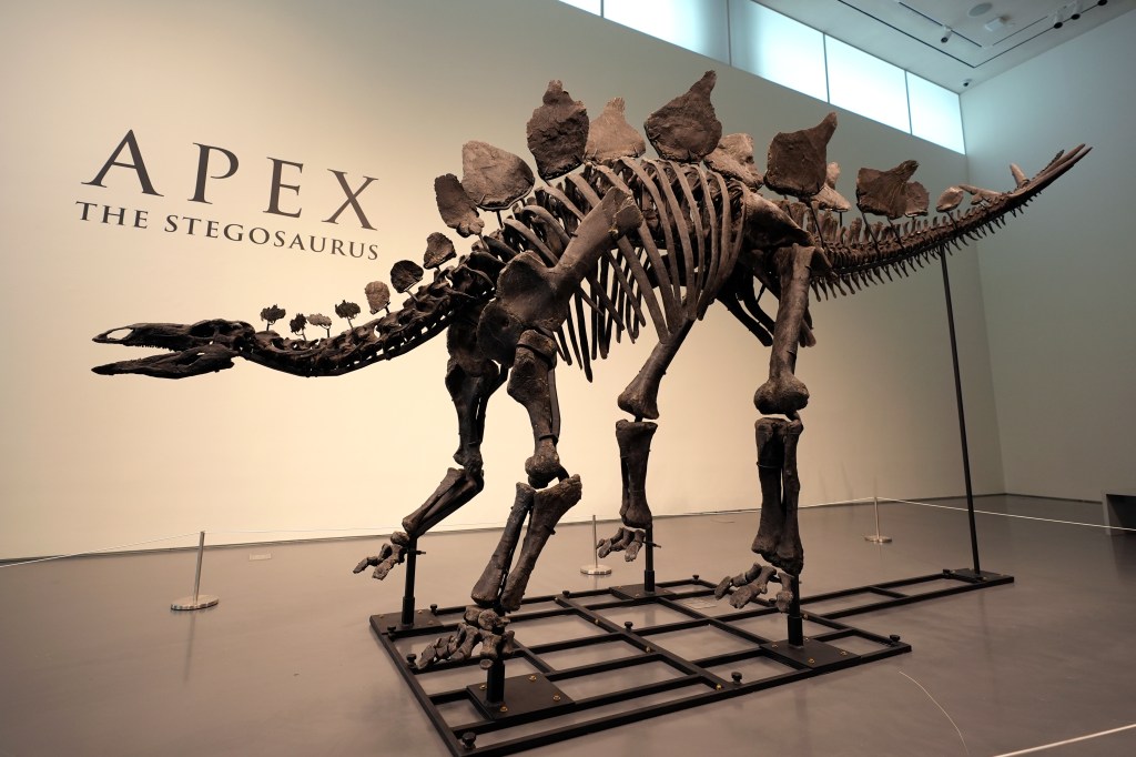 Colorado stegosaurus fossil "Apex" fetches record $45 million