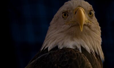 Denver Zoo's bald eagle Toano dies at age 24