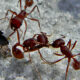How ants act for the common good of the colony