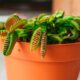 How do you care for a Venus flytrap?