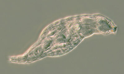 This rotifer has just survived a life-threatening infection. When a fungal disease attacked, she switched on hundreds of genes that her ancestors copied from microbes, including antibiotic recipes stolen from bacteria.