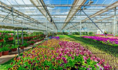 Nurseries and garden centres in Britain and Europe are raising alarms over the inefficiencies of new post-Brexit border posts, which are causing delays, damage, and significant extra costs for plant importers.