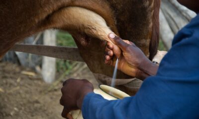 Raw milk is risky, but airborne transmission of H5N1 through cow's milk is inefficient in mammals