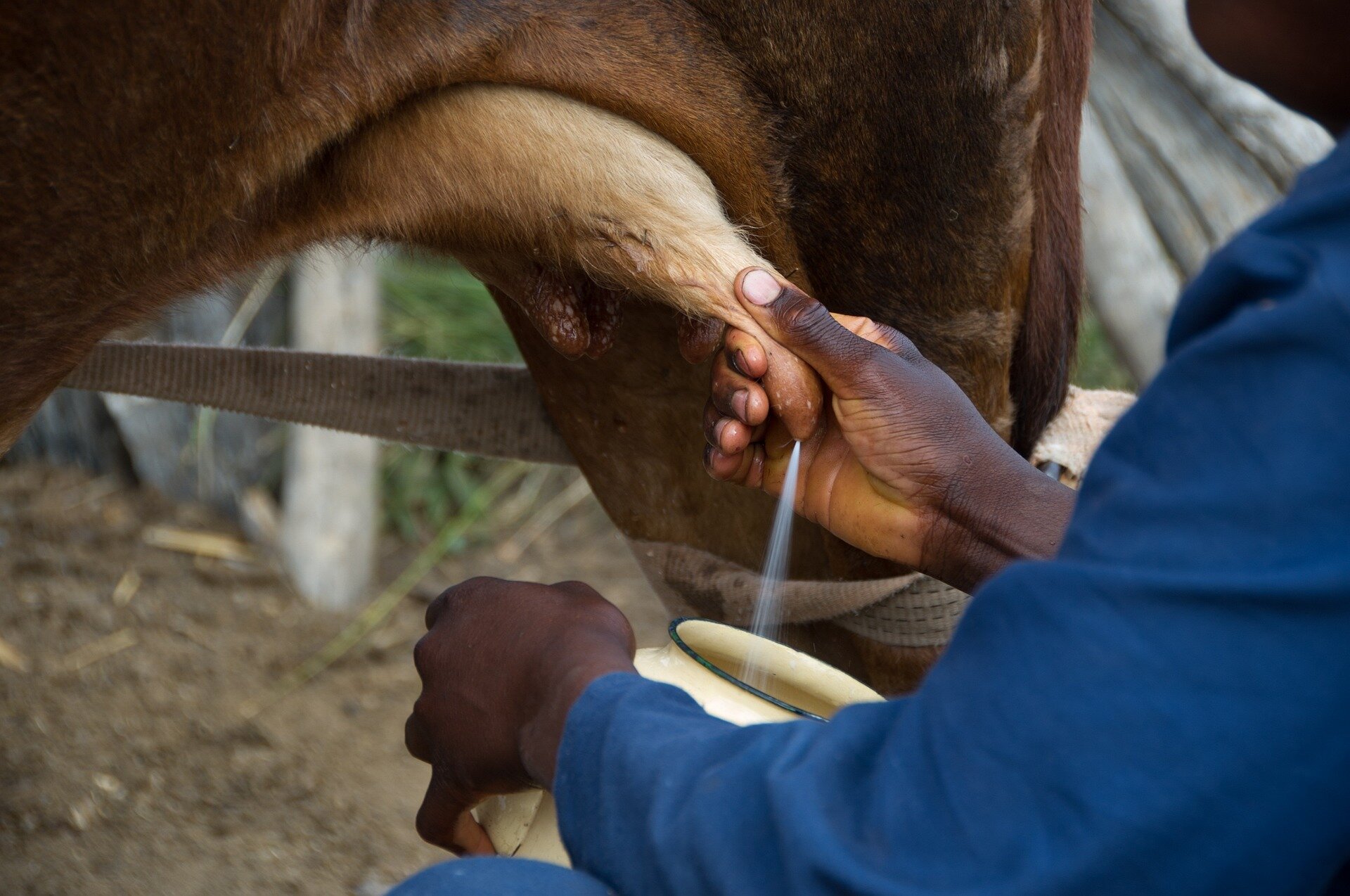 Raw milk is risky, but airborne transmission of H5N1 through cow's milk is inefficient in mammals