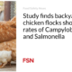 Research shows that backyard chicken flocks exhibit higher percentages of Campylobacter and Salmonella