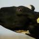 Scientists show cows spread H5N1 bird flu to us through milk – why that matters as pandemic fears grow