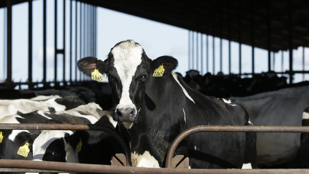 The bird flu virus in cows can still be eliminated, says USDA