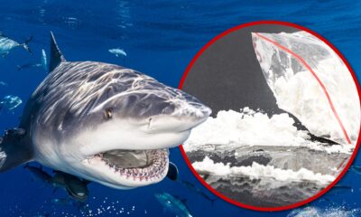 Thirteen Brazilian sharks test positive for cocaine, researchers say
