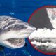 Thirteen Brazilian sharks test positive for cocaine, researchers say