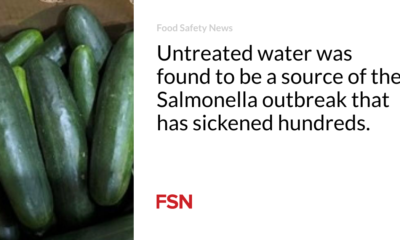 Untreated water turned out to be a source of the Salmonella outbreak, which has sickened hundreds of people.