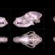 What does a pug skull look like?  University digitizes skulls of 152 dog breeds.