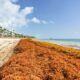 While Cancun Is Sargassum-Free, Punta Cana Is Experiencing Massive Arrivals