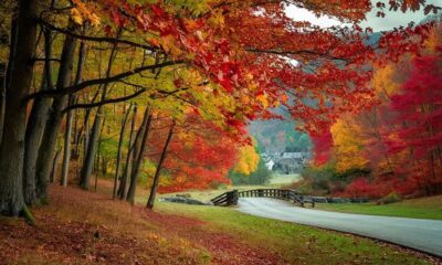 A road with fall trees alongside it.