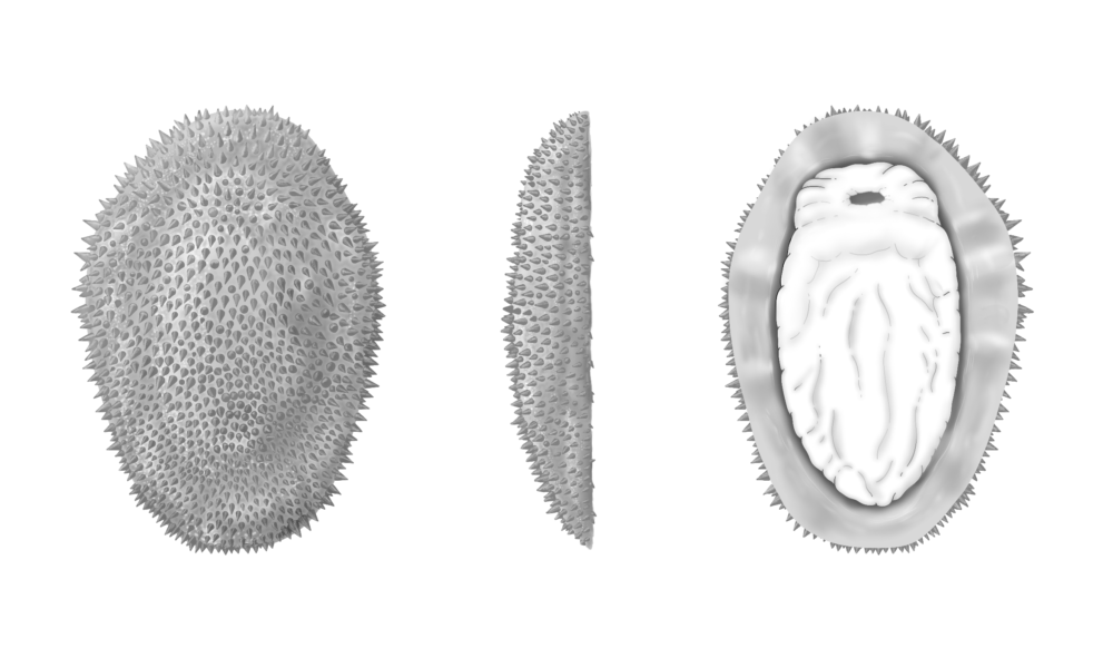 A 'rotting plastic bag' was actually a 514 million year old fossil