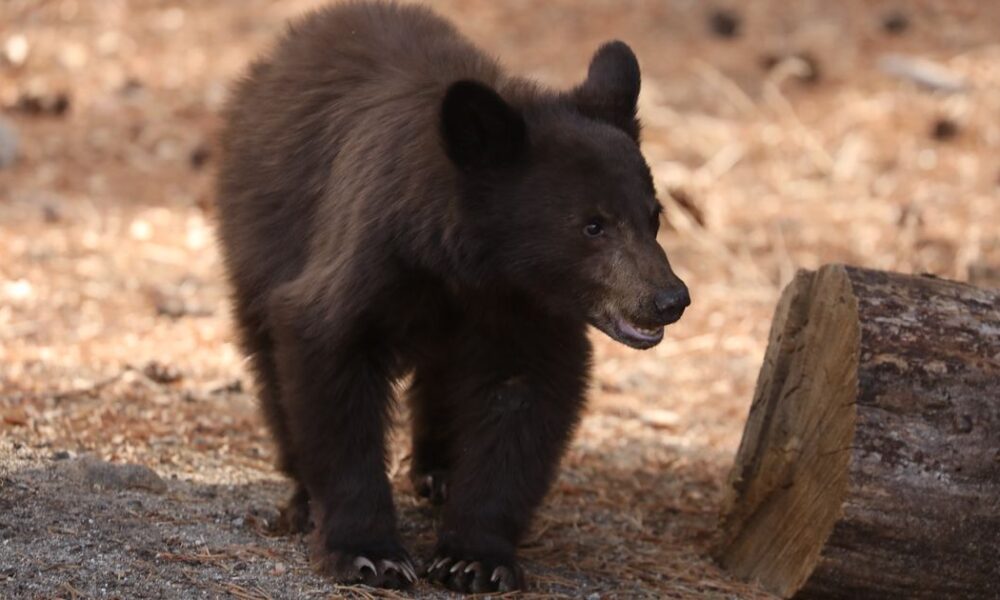 Bear found at school sniffing around Mrs. Salmon's classroom