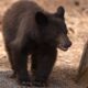 Bear found at school sniffing around Mrs. Salmon's classroom