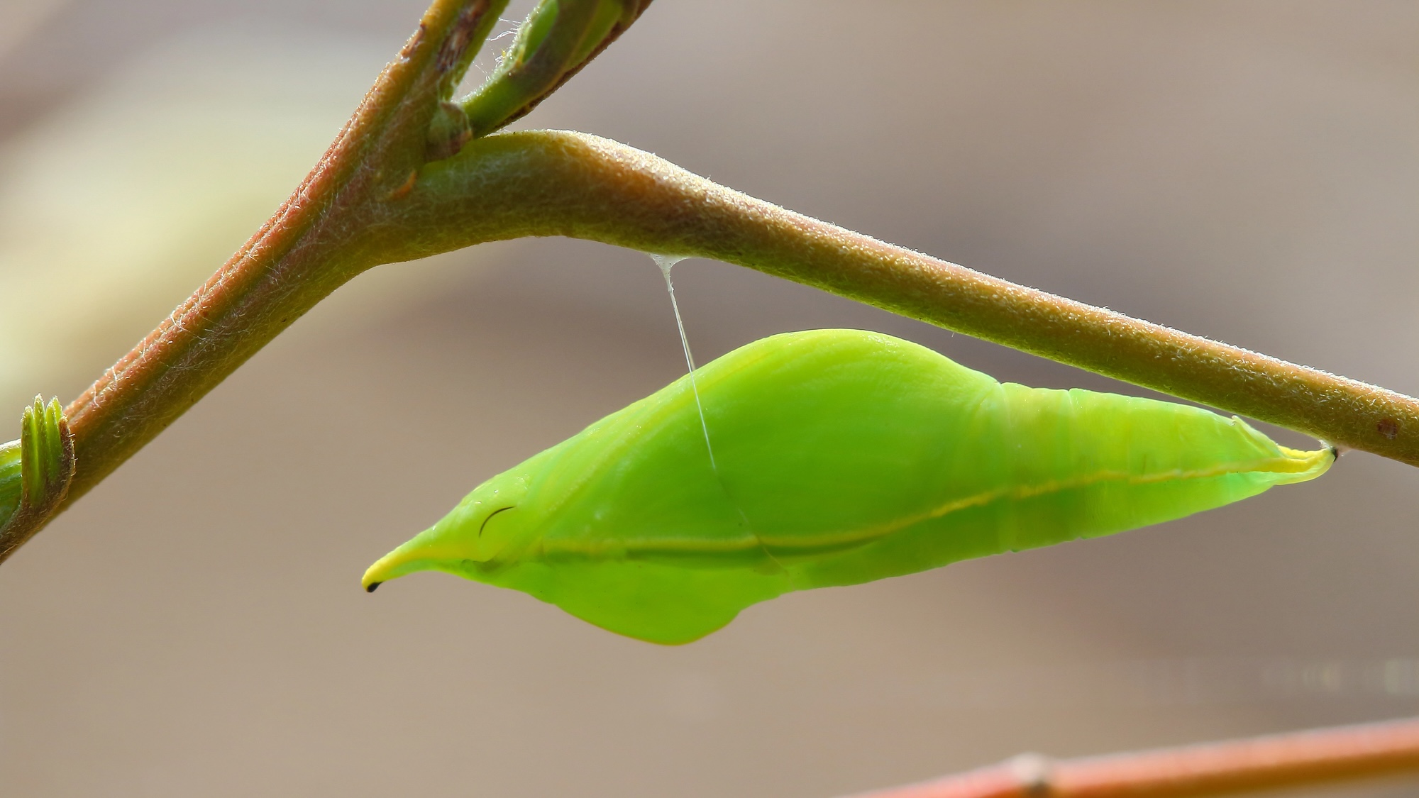 Butterflies anchor cocoons with silk Velcro and seat belts