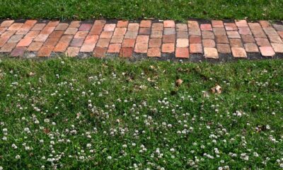 Do you need to build a clover lawn?  The pros and cons.