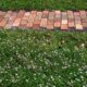 Do you need to build a clover lawn?  The pros and cons.