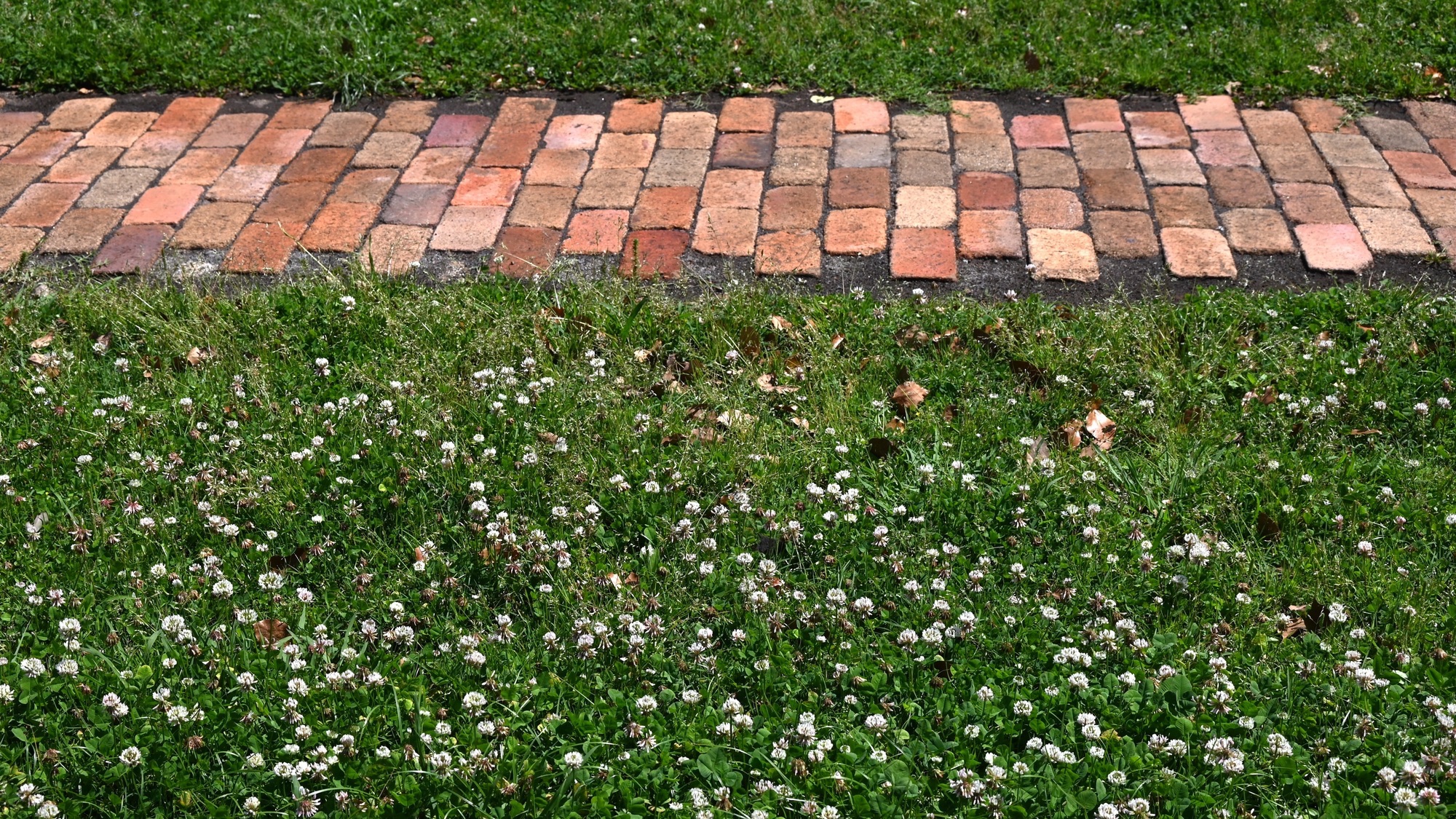 Do you need to build a clover lawn?  The pros and cons.